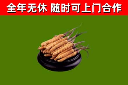 鸡东县回收散虫草
